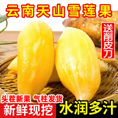 云南天山雪莲果新鲜水果当季高山红泥黄心脆甜雪连果