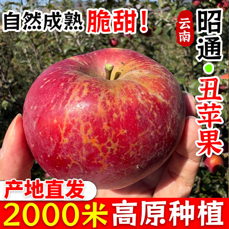 正宗昭通丑苹果水果当季云南新鲜红富士冰糖心苹果脆甜产地直发,水产肉类/新鲜蔬果/熟食,苹果,淘宝优惠券,粉丝福利购,淘宝优惠卷