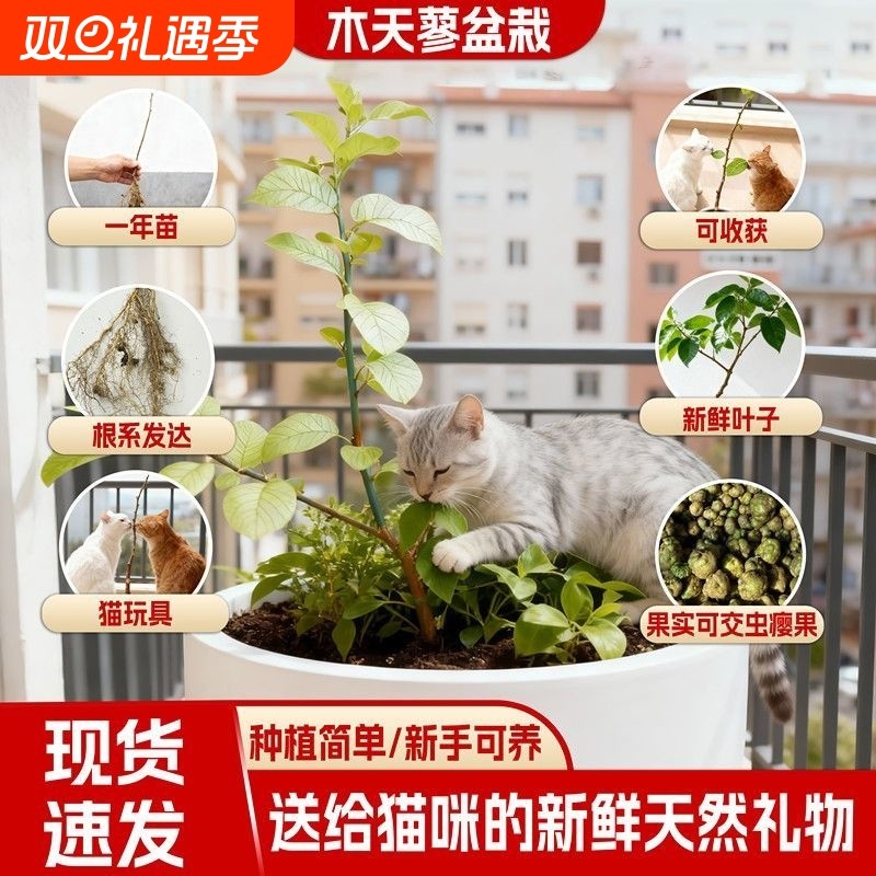 天然木天蓼幼苗树枝室内喵咪磨牙棒自嗨神器猫薄荷猫玩具幼苗种植