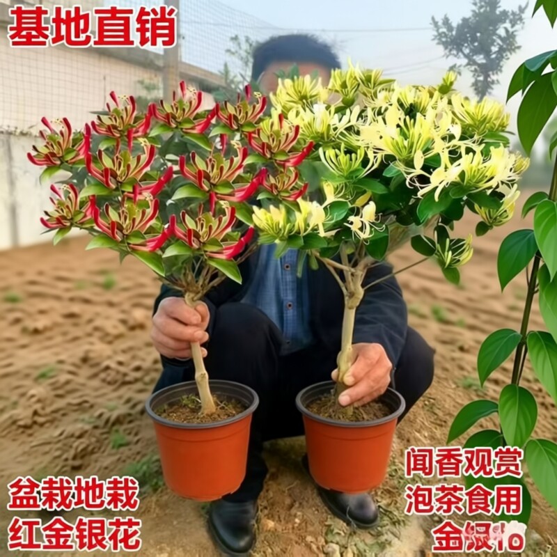 金银花树苗盆栽食用树形四季浓香型黄白老桩爬藤植物阳台庭院绿植