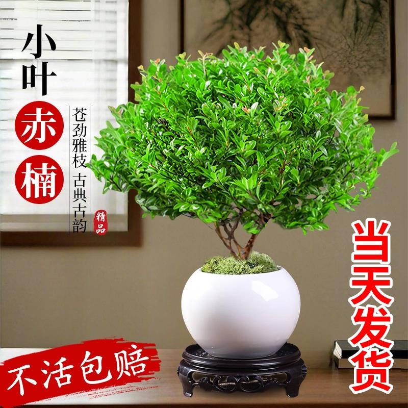 小叶赤楠盆景老桩盆栽树