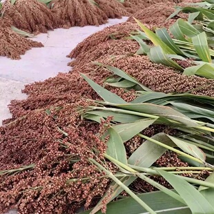 10斤新鲜红高粱5斤带皮红高粱米颗粒饱满酿酒喂鸽子鸽粮去壳高粱