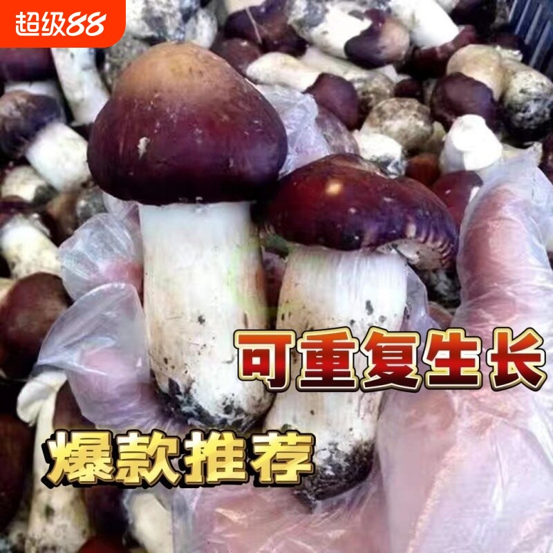 大球盖菇 赤松茸菌菌种 蘑菇菌种 食用菌菌种家庭盆栽阳台专用图片