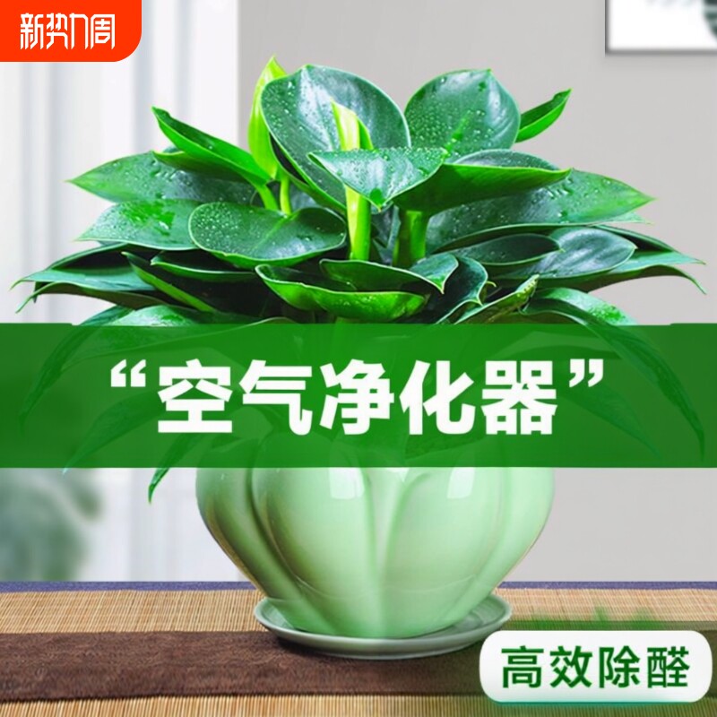 金钻盆栽绿植绿萝箩水培植物室内花卉办公室客厅好养阳台甲醛铂金