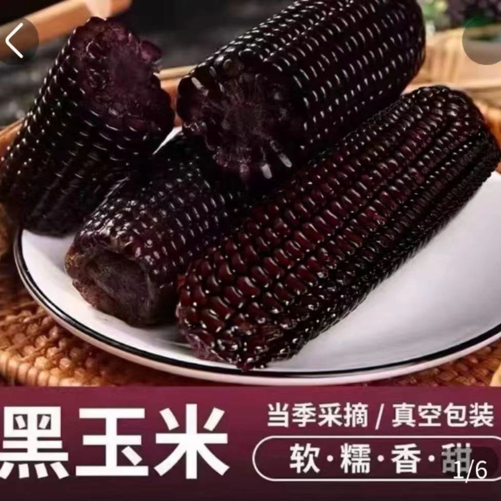 黑紫水果玉米棒新鲜现摘开袋即食真空装黑糯玉米甜玉米粗粮代餐