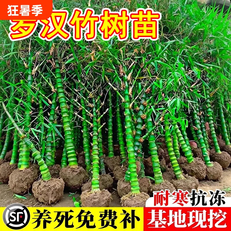 罗汉竹苗带土真树苗黄金竹罗汉竹子苗四季常青盆栽庭院观赏竹紫竹