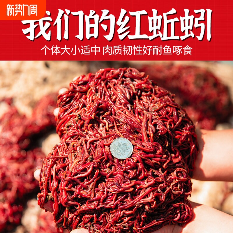 蚯蚓养殖活饵野钓垂钓鲫鱼打窝放生活体包邮大号红蚯蚓盒装种苗