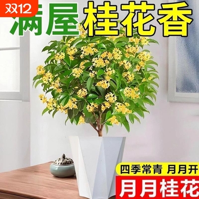 【新品上市】嫁接耐寒浓香桂花月月桂四季桂丹桂金桂盆栽阳台树苗