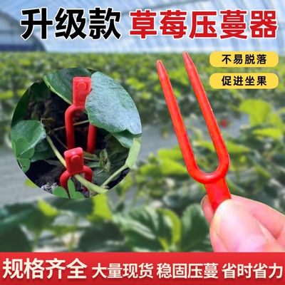 草莓西瓜苗叉子管理固定器配件
