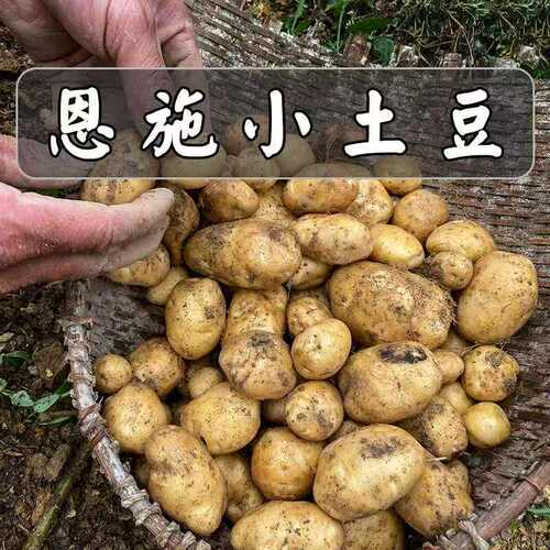 新洋芋恩施黄心小土豆