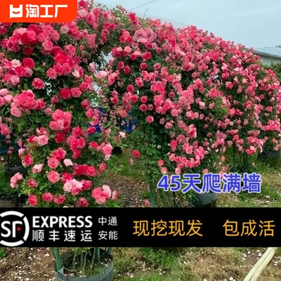 藤本月季特大花蔷薇花苗爬藤四季开花卉盆栽玫瑰绿植蒂娜阳台浓香