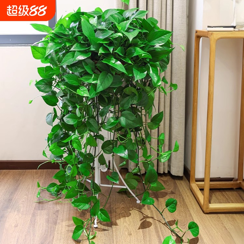 绿萝盆栽室内长藤大盆绿箩植物吸除甲醛水培新房客厅绿植卧室摆放