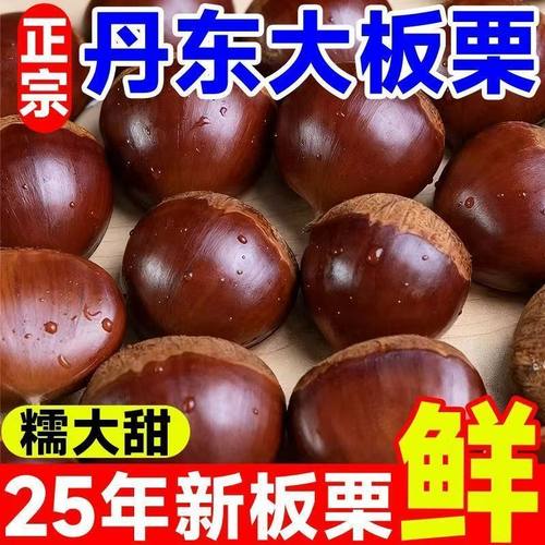 2025年丹东板栗新鲜生栗子5斤大果糖炒毛板栗仁油锥栗整箱包邮