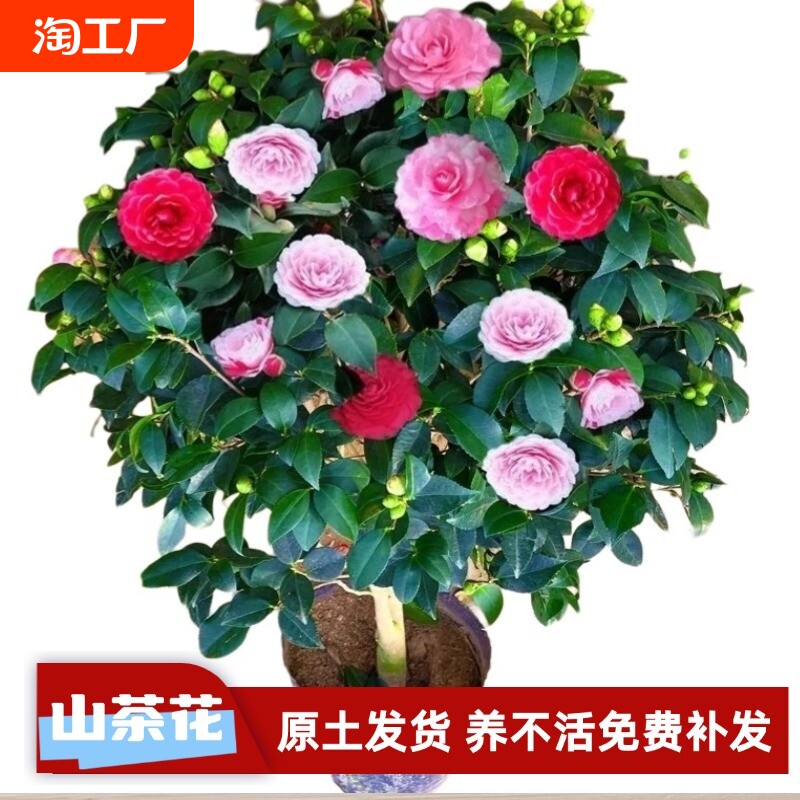 A1��ɫ�൤ ������20�������Ҹ߶� �����ɻ� �軨�������Դ�������ɫ�൤ֲ��õ�廨����ɽ�軨���ļ���������