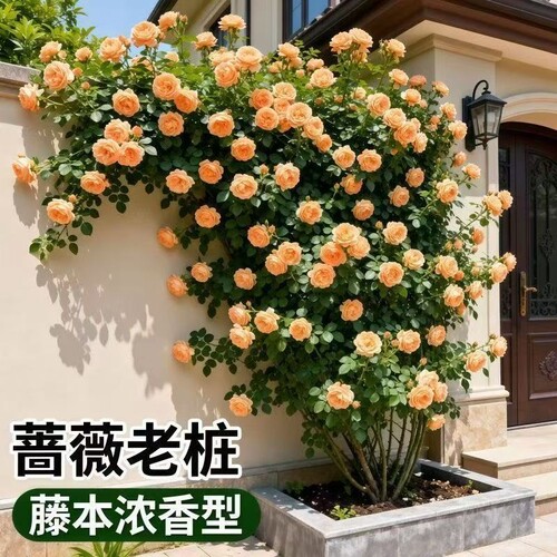 【当年开花】蔷薇母系老桩花苗爬藤植物耐寒四季开花浓香大花地栽