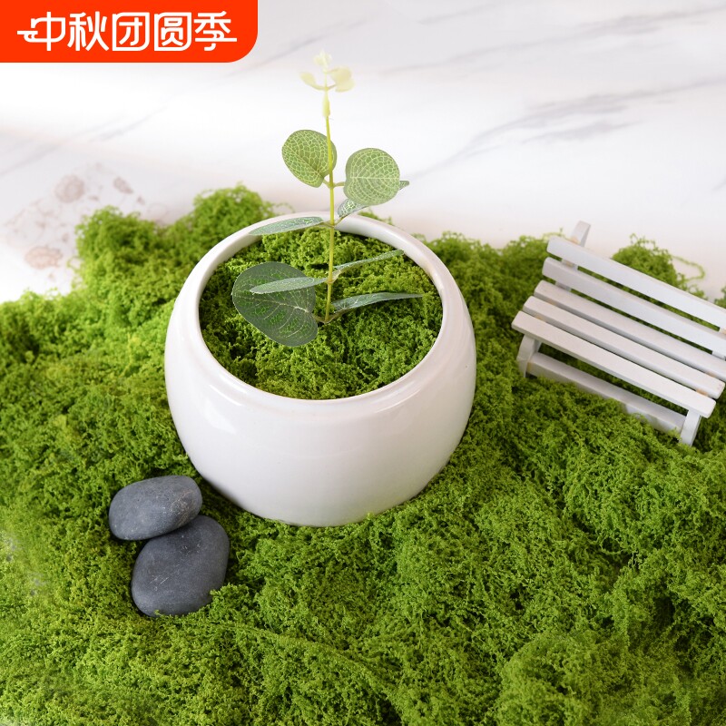 苔藓摆放室内玄关阳台微景观布置图片