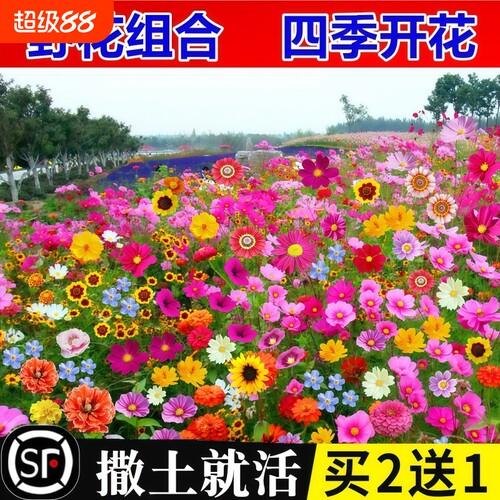 野花组合花种子花种籽子大全四季播种开花室外格桑花种太阳花种孑