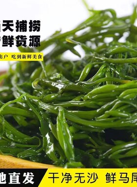 鞭炮笋盐渍马尾藻海笋长寿菜凉拌菜海草藻菜火锅食材鞭羊栖菜新鲜