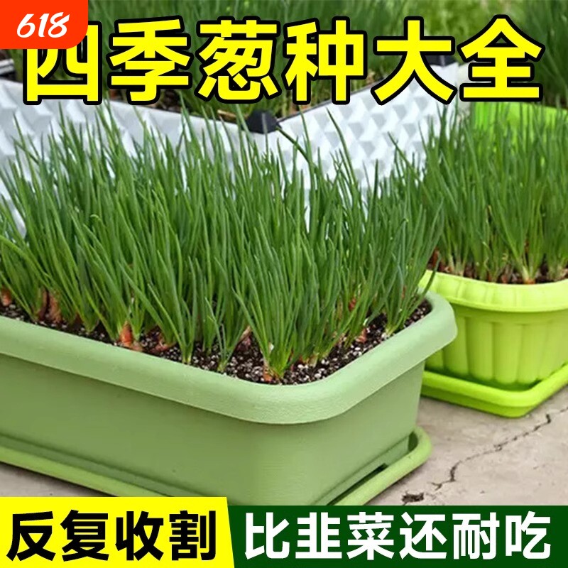小香葱籽葱小葱种子四季阳台室内盆栽家庭菜种子三叉发芽玉米茼蒿