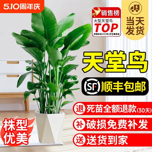 天堂鸟盆栽室内客厅大型绿植办公室鹤望兰大叶植物花卉阳台耐阴