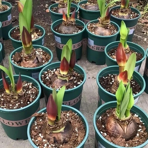 花园朱顶红种球植物超大花荷兰进口好养活重瓣开花浓香