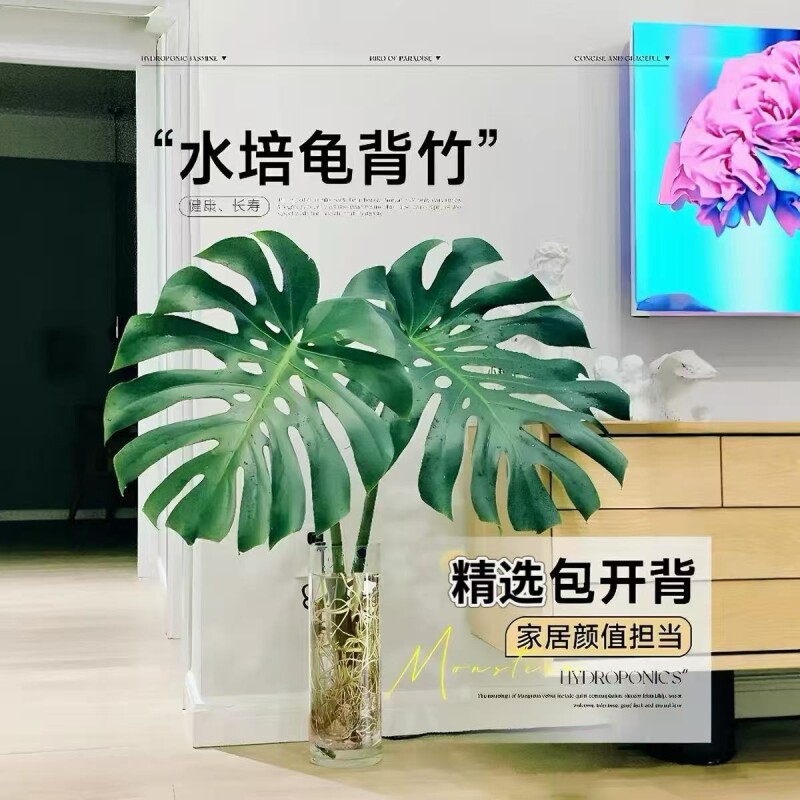 龟背竹水培植物四季绿植室内水养图片