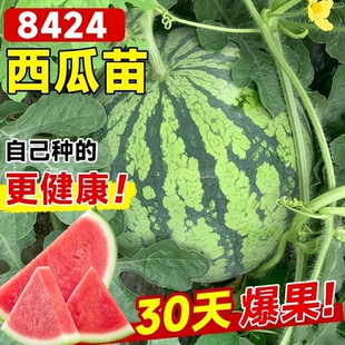 8424西瓜苗秧嫁接麒麟大西瓜盆栽种籽南方无籽西瓜水果蔬菜苗秧苗