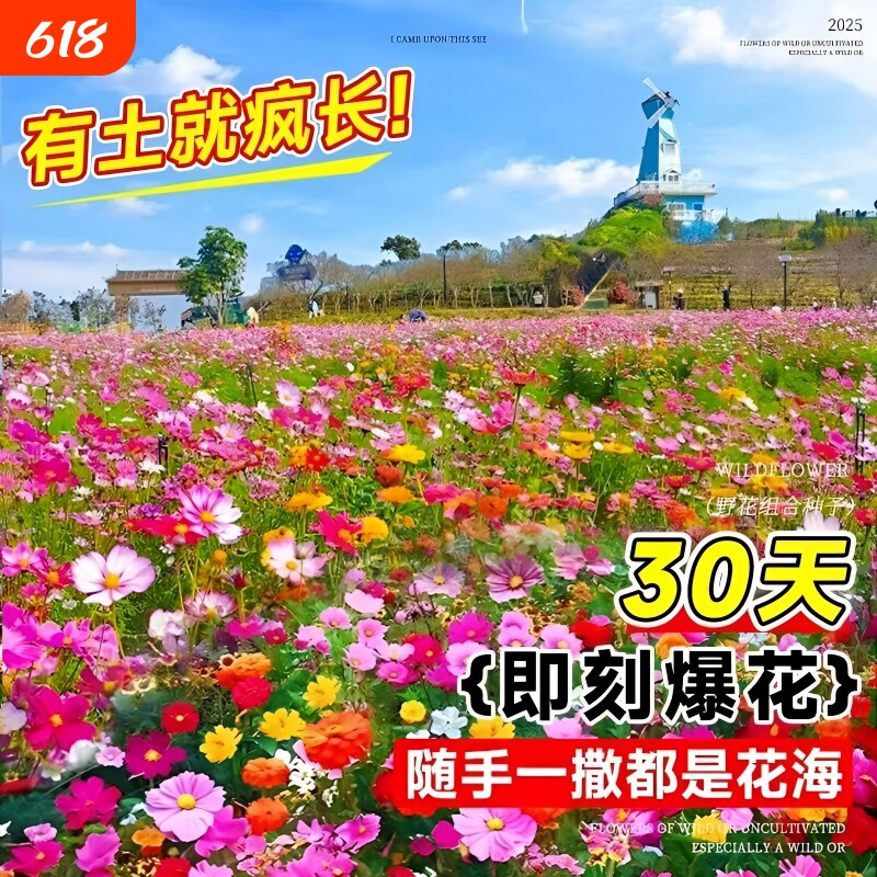 野花组合四季生长种子耐寒花种易活波斯菊花卉室外庭院好养的花籽