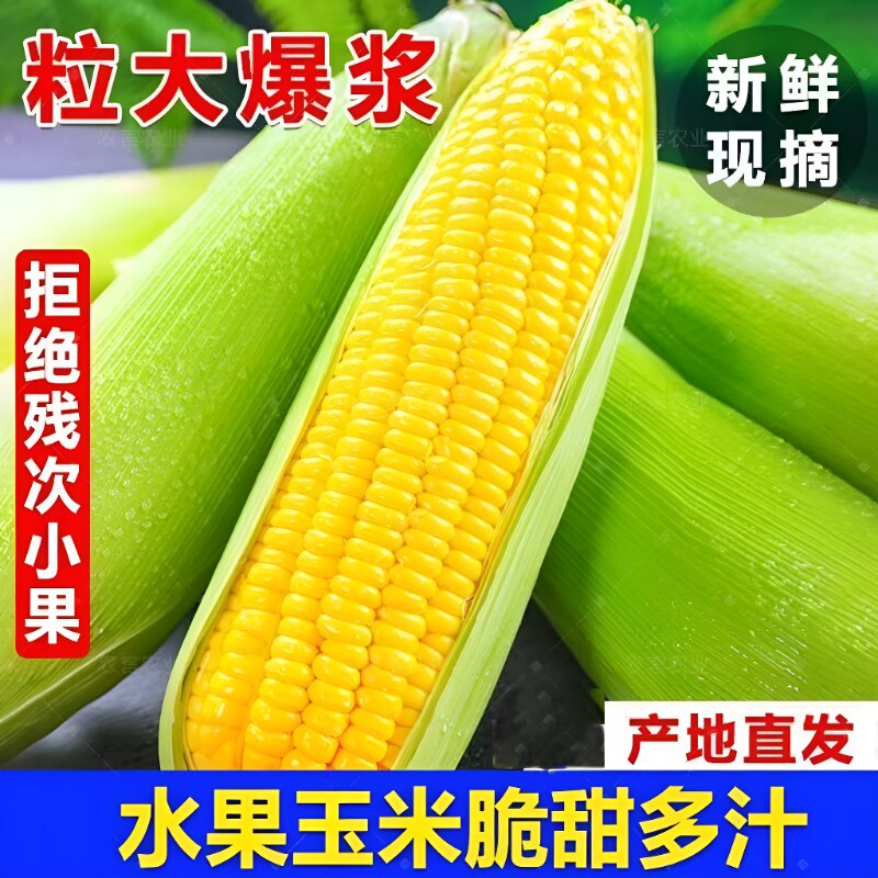 广西现摘大甜玉米水果玉米5斤粘糯甜苞谷非金银云南8生鲜新鲜带皮
