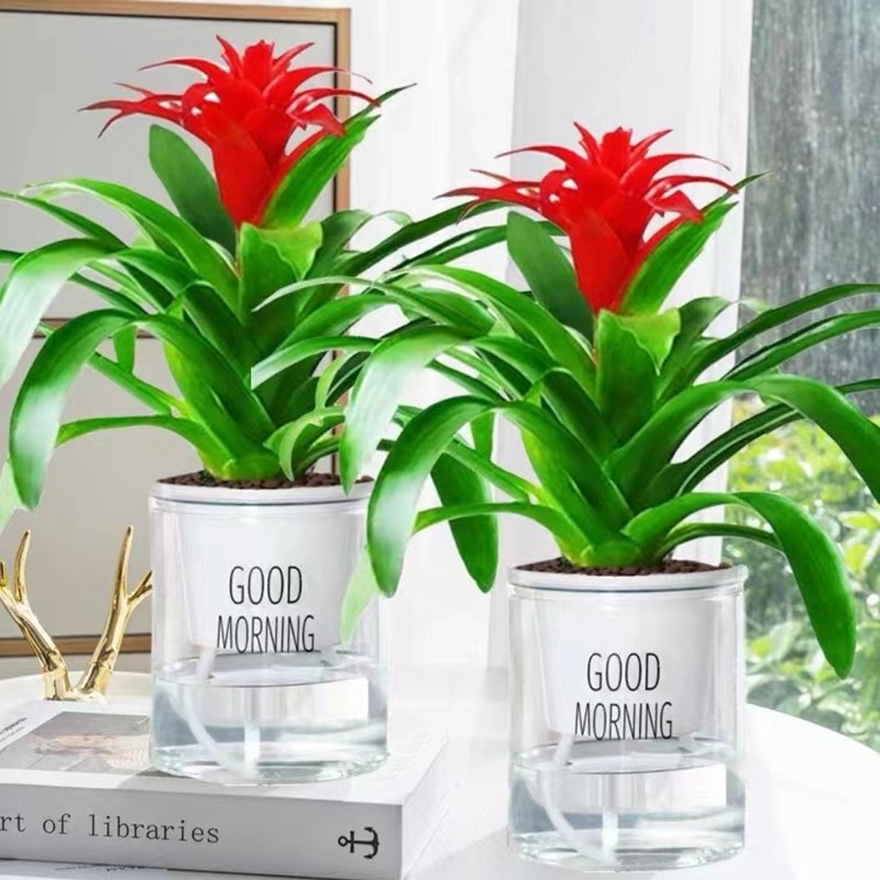 水培鸿运当头盆栽红掌白掌花卉植物室内好养绿植一帆风顺四季开花