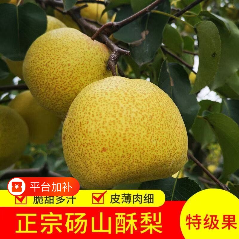 正宗安徽砀山新鲜酥梨应季现梨子薄皮整箱当季水果直发产地中秋