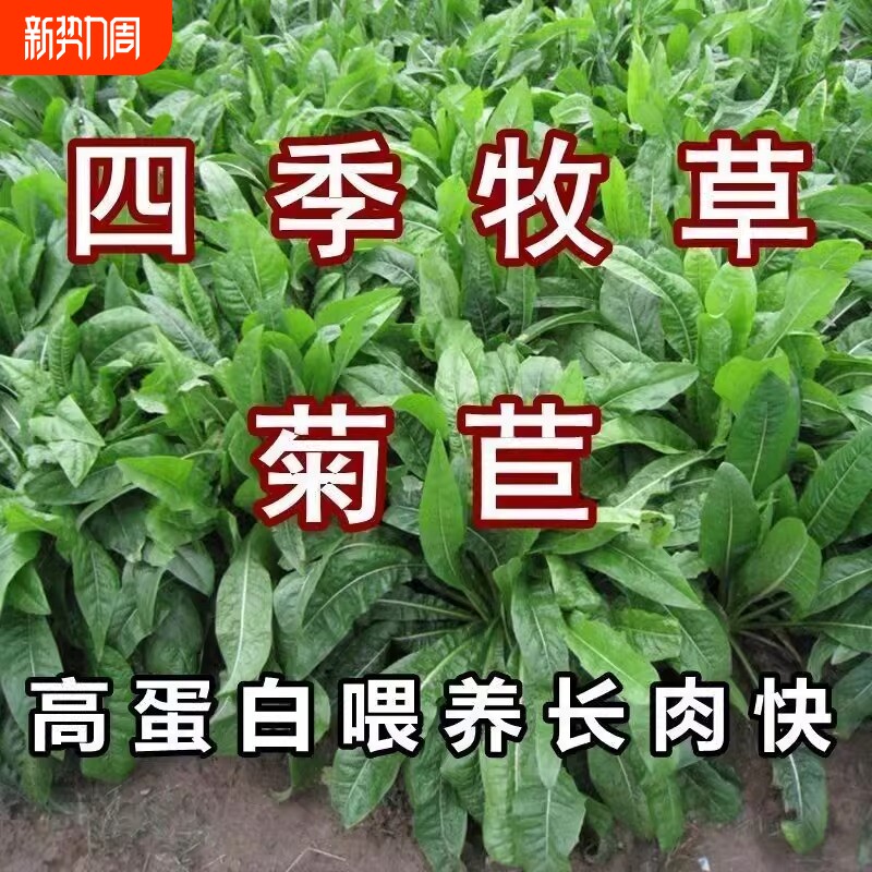 将军菊苣蔬菜种子四季草种籽大叶牧草种子兔鸡鸭鹅鱼喂猪种植耐热