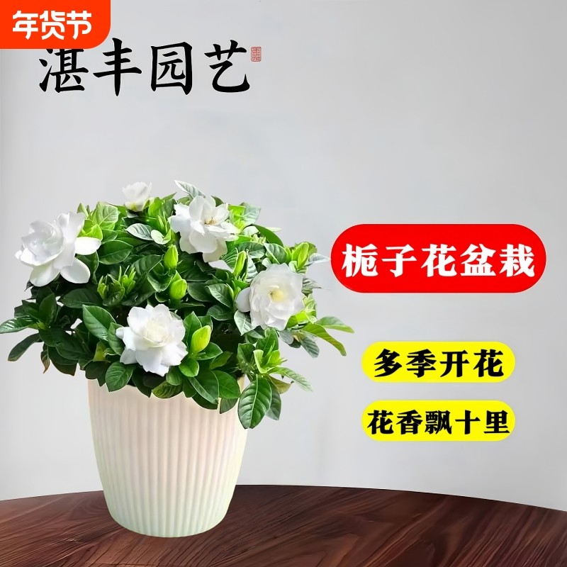 栀子花盆栽带花苞浓香型树苗四季老桩大叶开花阳台植物好养活花卉,鲜花速递/花卉仿真/绿植园艺,时令草本花卉,淘宝优惠券,粉丝福利购,淘宝优惠卷