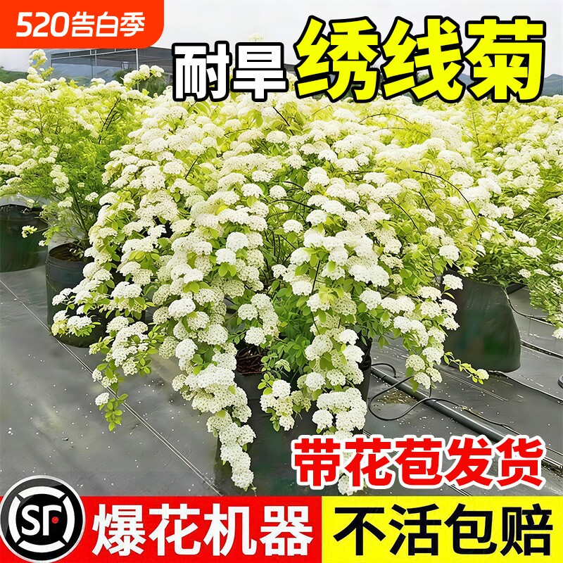 绣线菊苗黄金喷泉八重小手球花卉灌木庭院盆栽植物室外耐热阳台