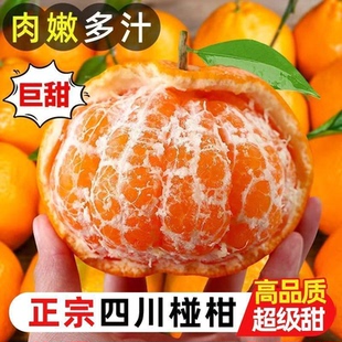 正宗四川碰柑产地直发高山精选新鲜水果当季碰柑