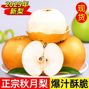 羊脂脆甜多汁 新鲜发货百年老树正宗冰糖秋月梨子新鲜水果当季