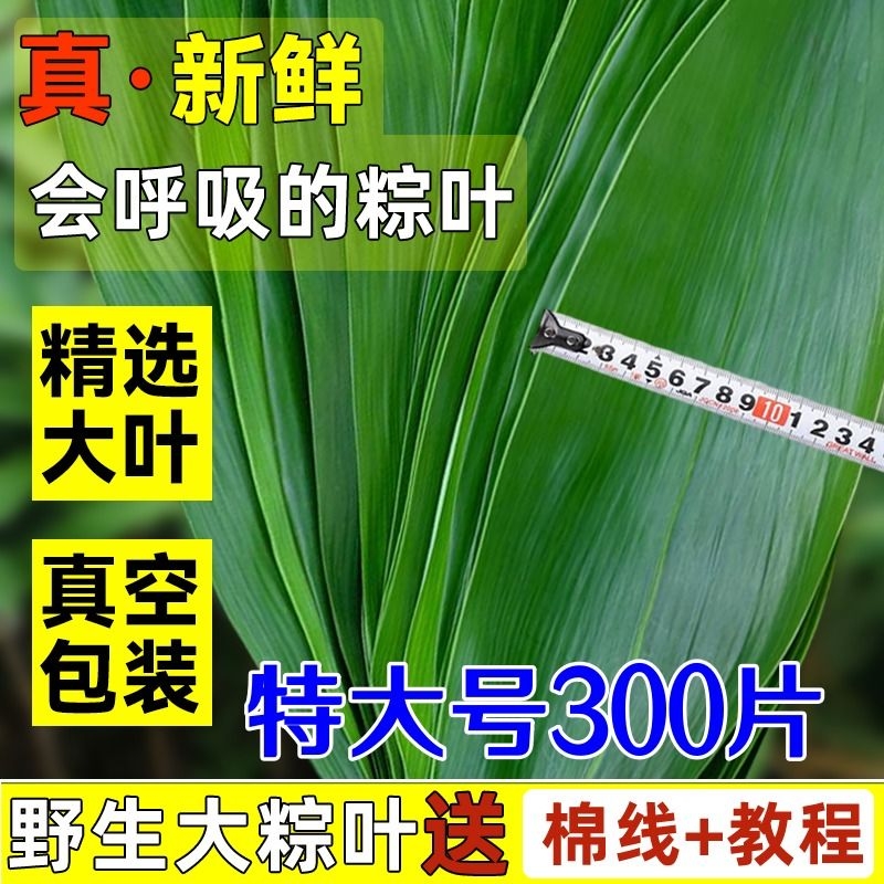 粽子叶 新鲜野生大粽叶 天然包粽子叶子送绳 粽叶100片 新鲜粽叶