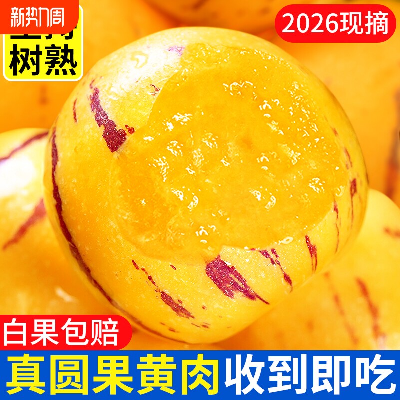 云南石林人参果大果新鲜水果树上熟人心黄肉人参果应季美食试吃