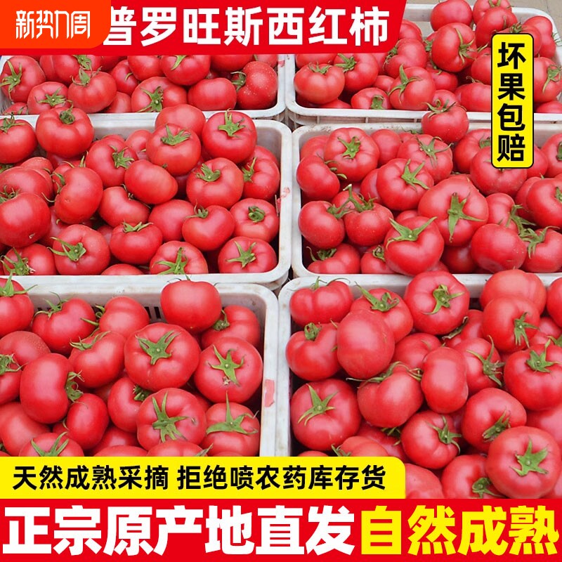 正宗自然熟沙瓤西红柿5斤新鲜生吃水果山东露天大番茄9普罗旺斯