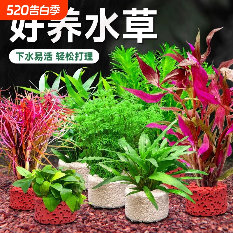 水草植物鱼缸造景真草水培蜈蚣草定植水榕水质增氧沉底红宫廷养鱼