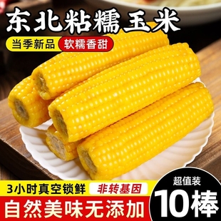 早餐低脂10根黄糯粗粮 东北玉米新鲜黏甜糯玉米鲜食玉米棒真空装