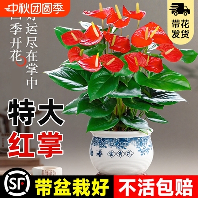 大盆特级红掌盆栽花卉中式盆景