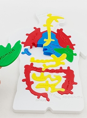 3D打印人体消化道模型消化器官科教结构启蒙儿童解剖科学拼图玩具