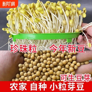 东北农家自种极小粒黄豆生豆芽纳豆专用出芽率高690黄豆25年新粮