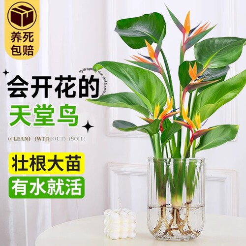 天堂鸟四季常青盆栽|万人加购