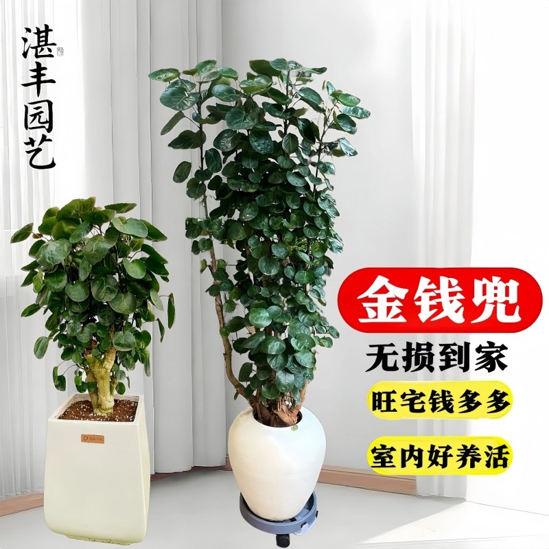 金钱兜盆栽福禄桐大树老桩盆景