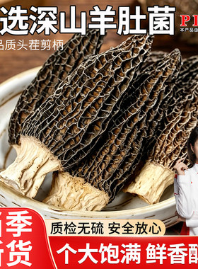 云南羊肚菌干货深山新鲜羊肚蘑菌菇礼盒蘑菇煲汤菌汤包牛肚菌菇类