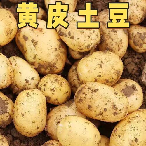 现挖精品土豆新鲜土豆马铃薯