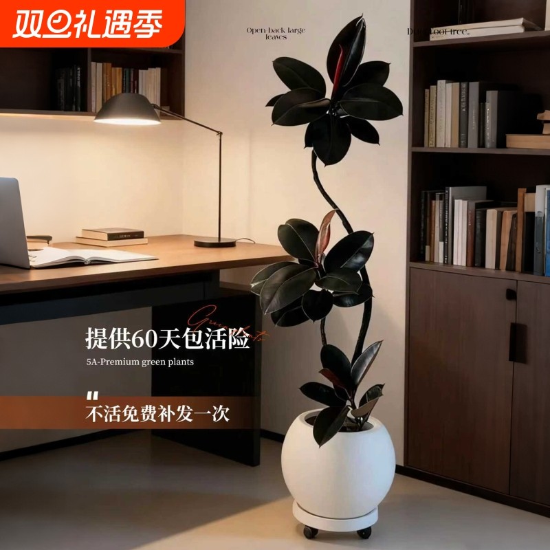 黑金刚橡皮树客厅绿植高级感大盆栽植物室内落地高端好养造型摆放