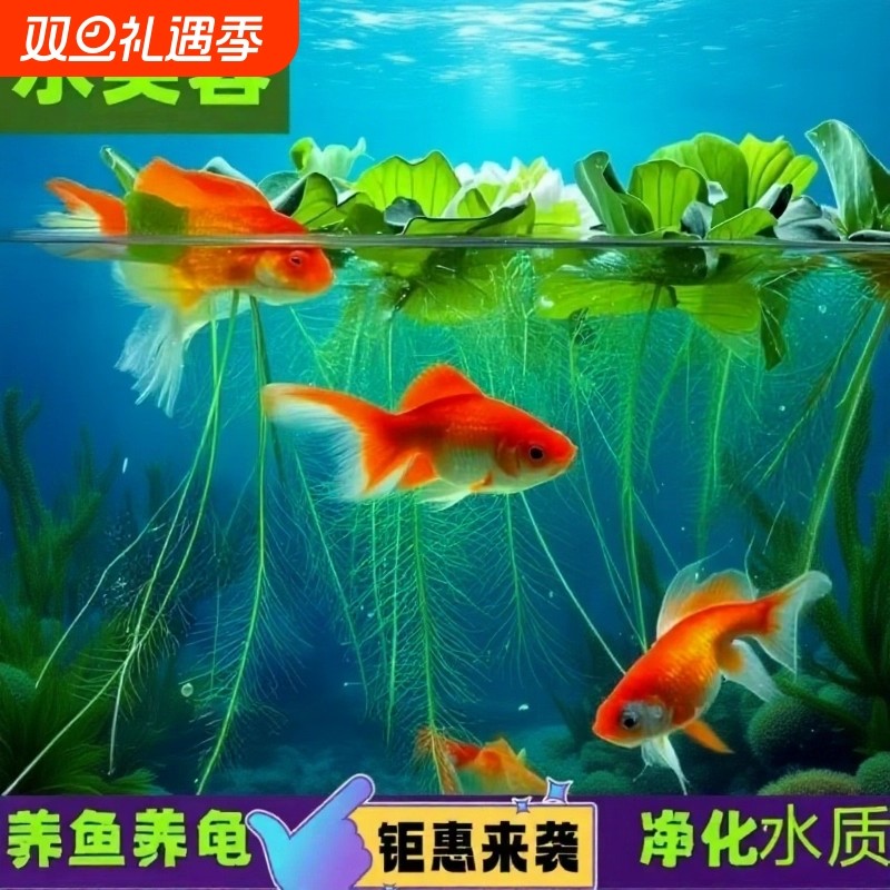 芙蓉莲水芙蓉水培水生植物大藻水莲水草浮萍净化水质鱼虾龟缸造景